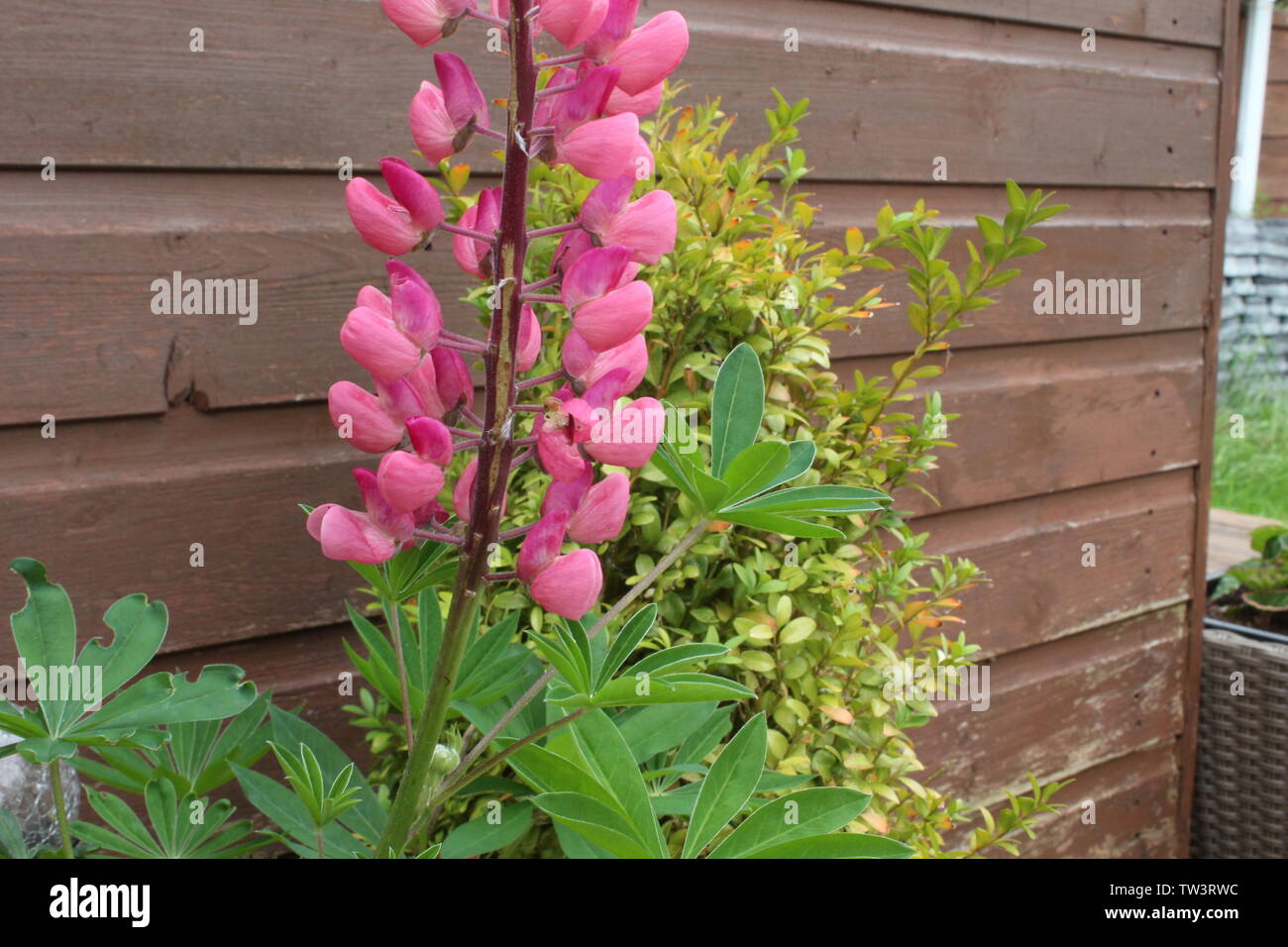 In der Nähe von hellen rosa und grünen Topfpflanzen im Garten gegen einen Zaun Panel an einem bewölkten Tag Stockfoto