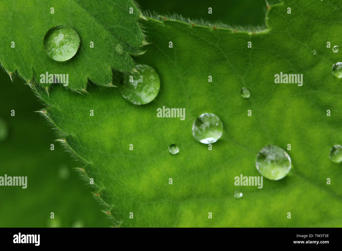 Gartenpflanzen Stockfoto