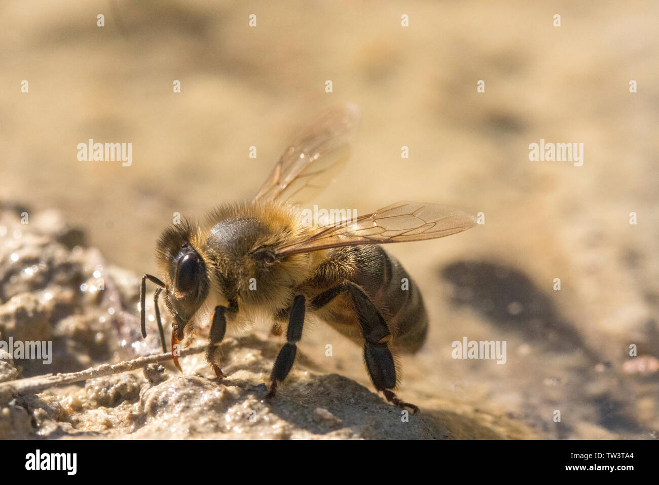 Die europäische Honigbiene (Apis mellifera) Trinkwasser in einer Pfütze. Stockfoto
