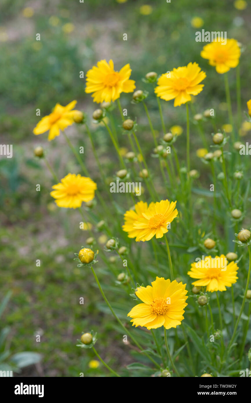 Goldene Chrysantheme Stockfoto