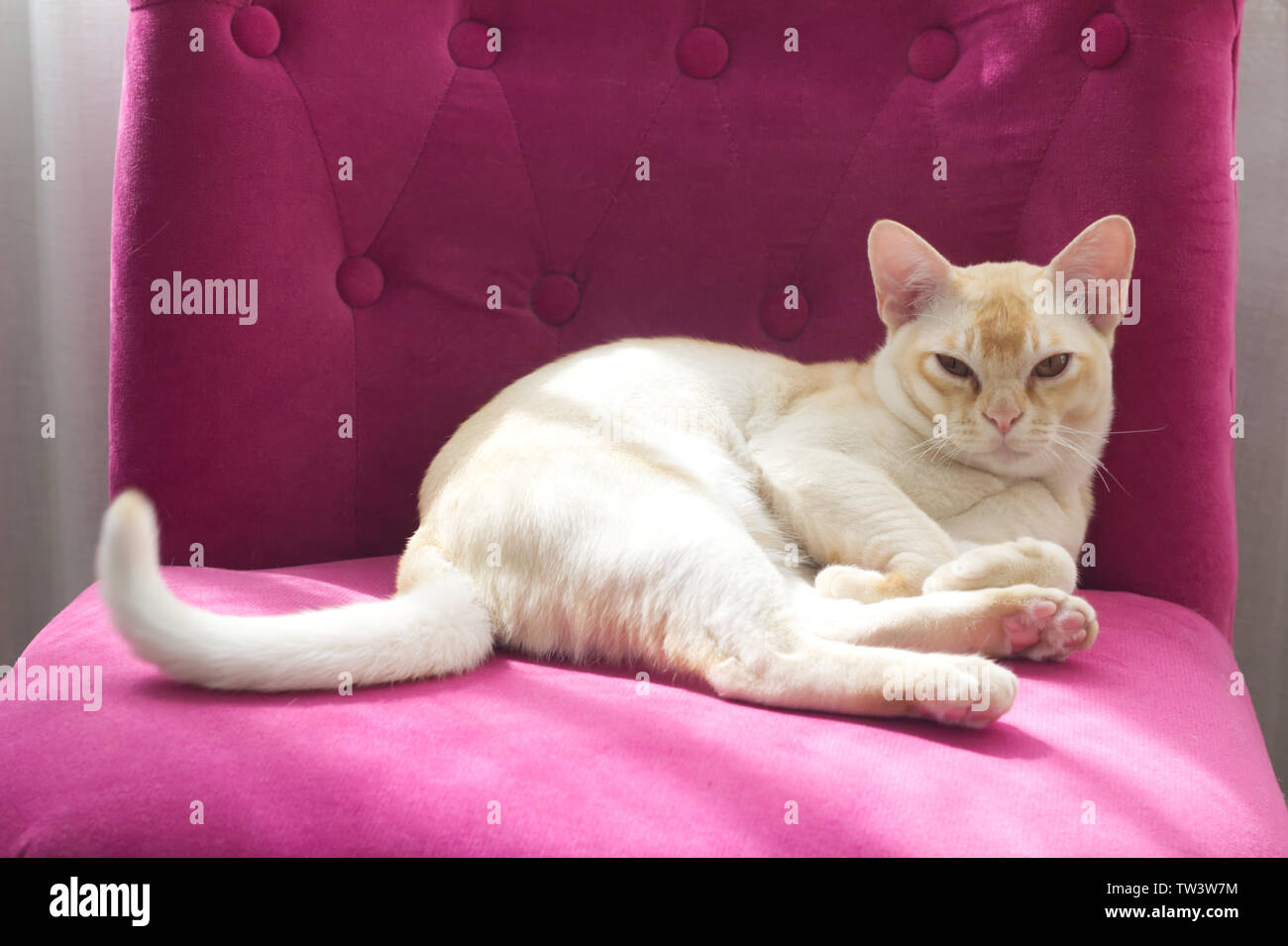 Reinrassige Burmese Cat auf pink Sessel Stockfoto