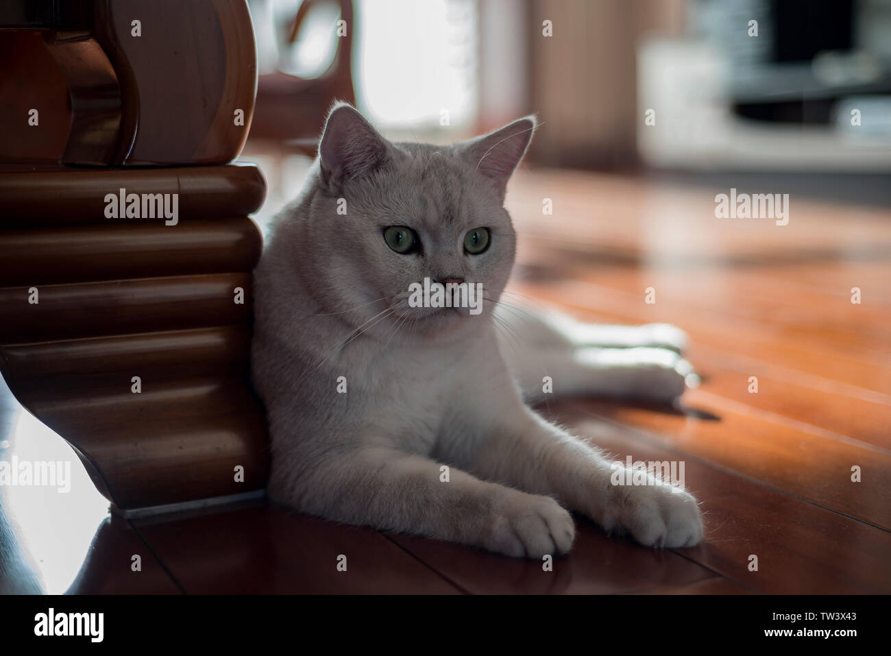 Cat kurz Silber Farbverlauf Stockfoto