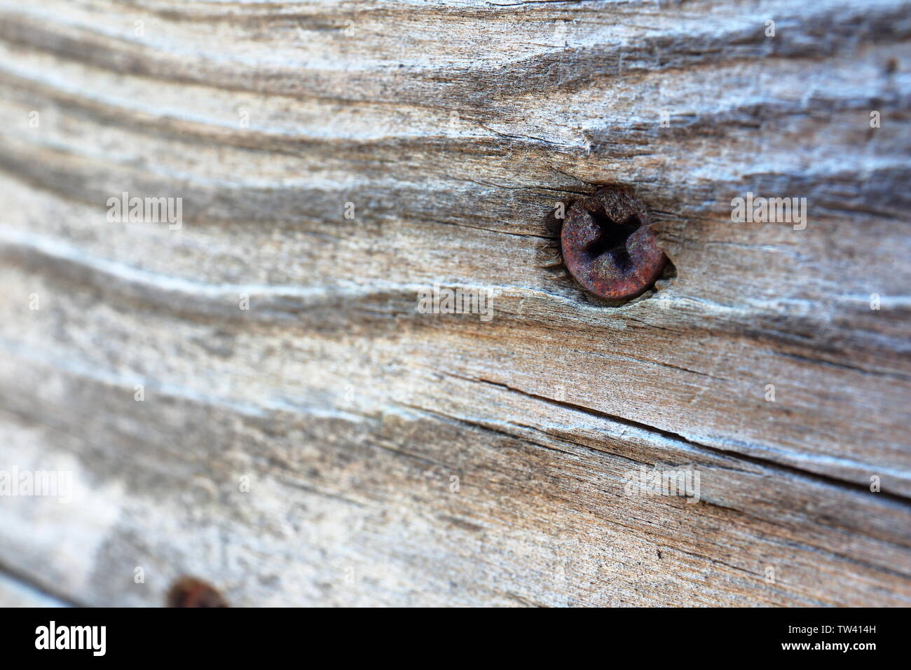 Nahaufnahme von einem rostigen Kreuzschlitzschraube in alternden Holz Stockfoto