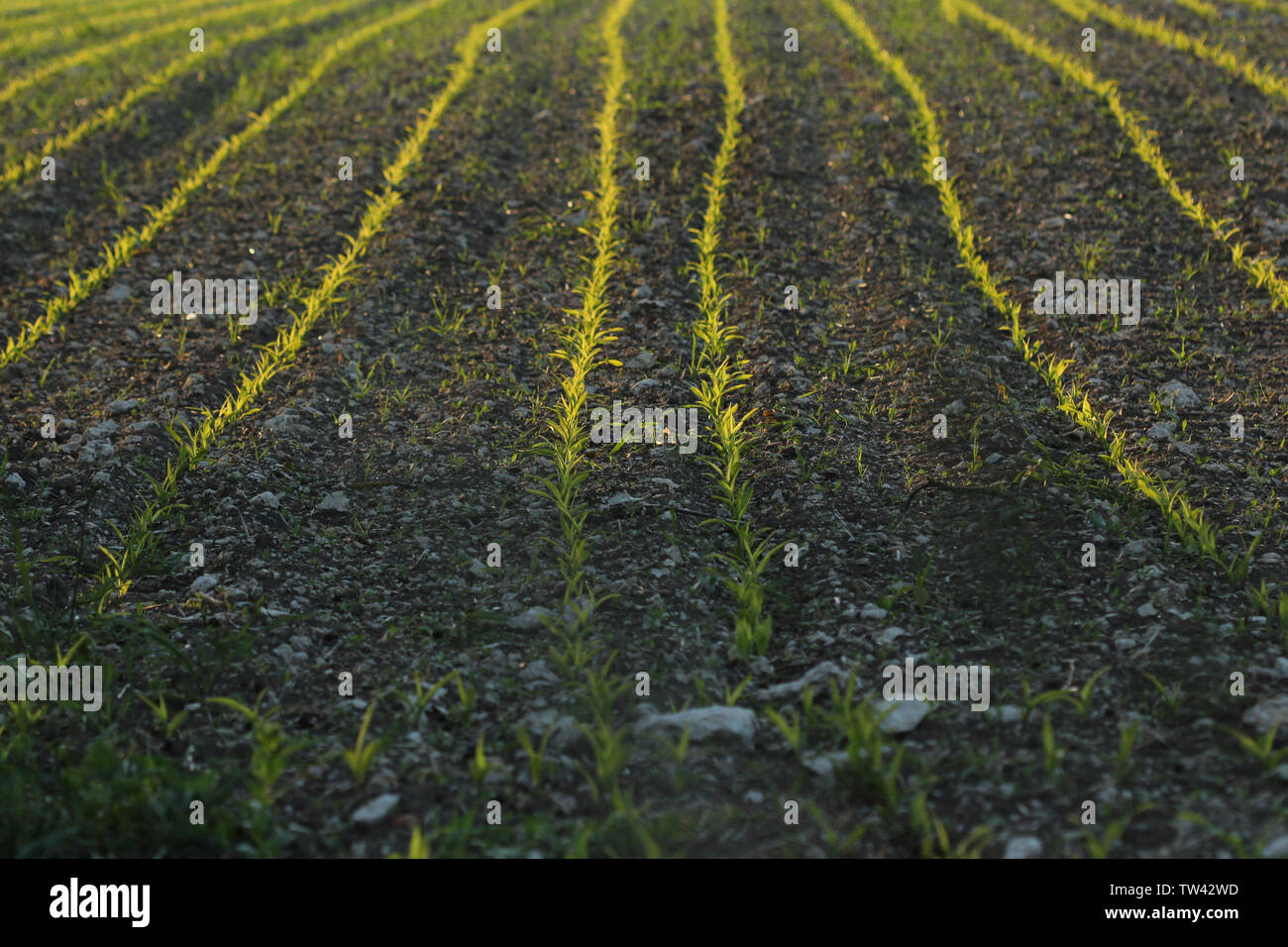 Landwirtschaft Stockfoto