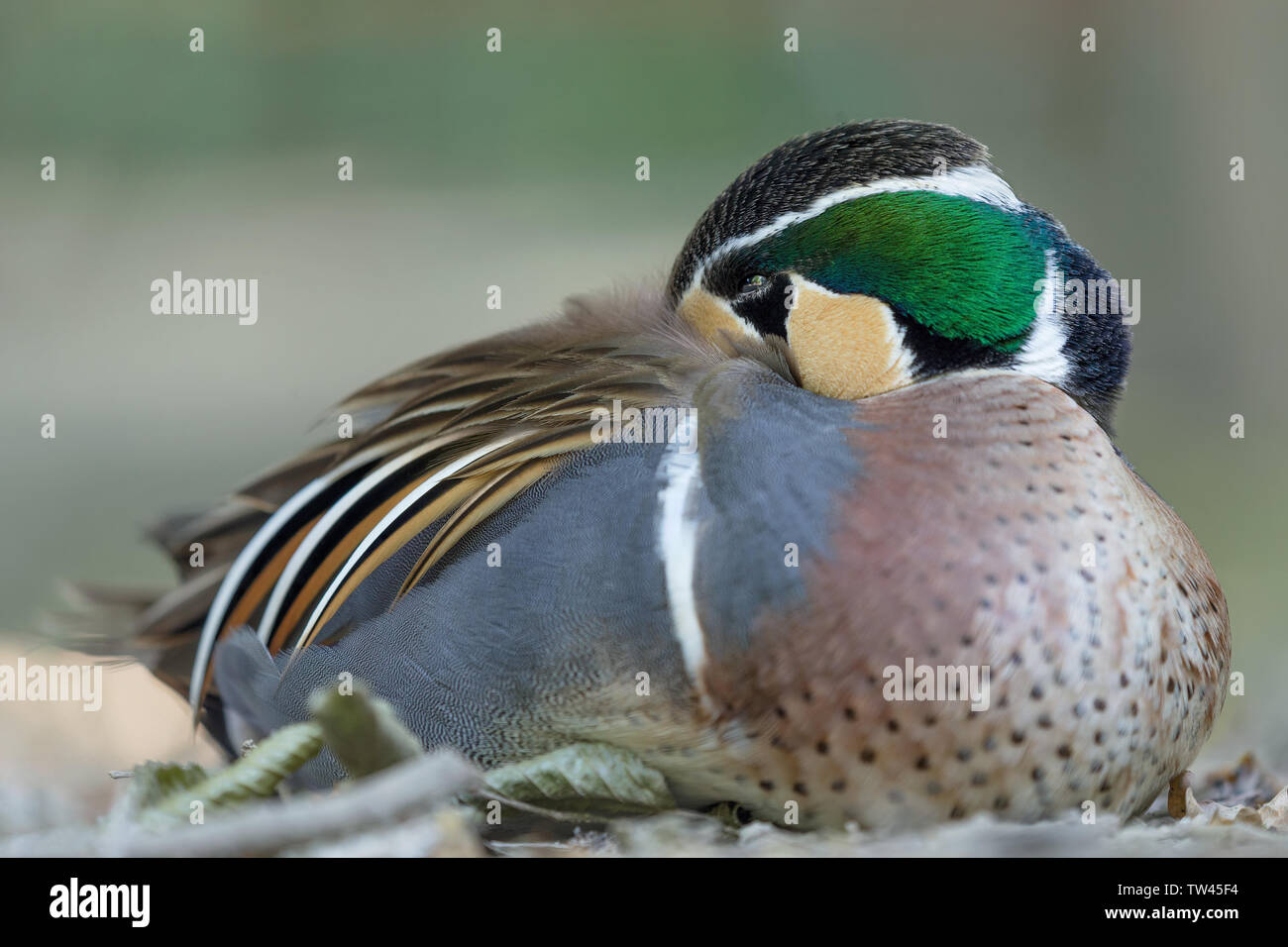 Die wunderbare Baikal teal (Sibirionetta formosa) Stockfoto