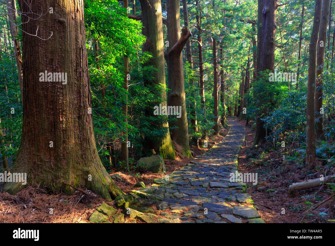 Beruhmte Daimonzaka Trail In Riesigen Zypresse Wald Die Zu Nachi Fallt Japan Stockfotografie Alamy Beruhmte Daimonzaka Trail In Riesigen Zypresse Wald Die Zu Nachi Fallt Japan Stockfotografie Alamy