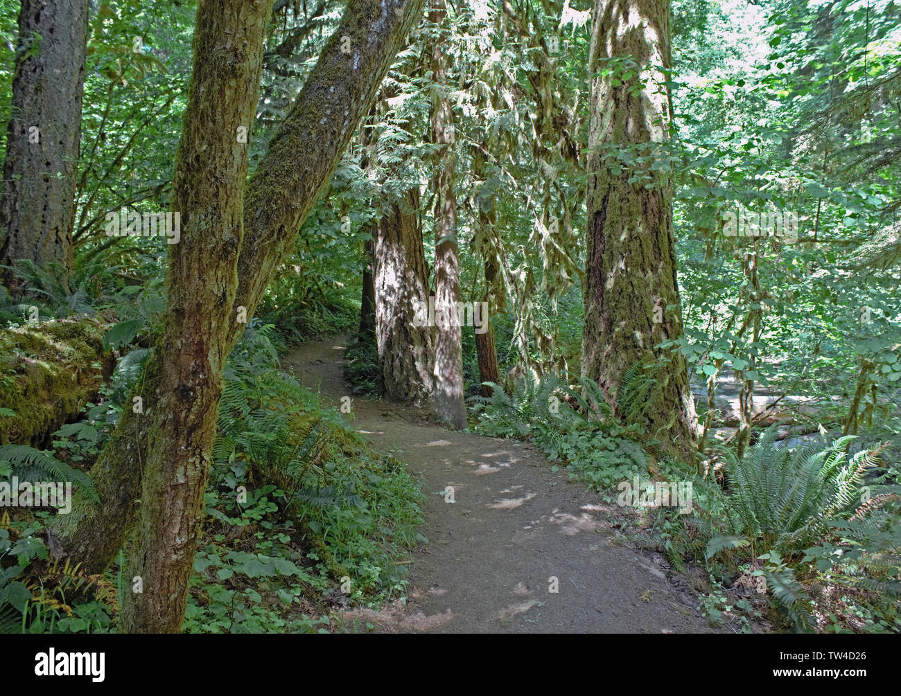 Einer gewundenen Pfad durch den Wald. Stockfoto