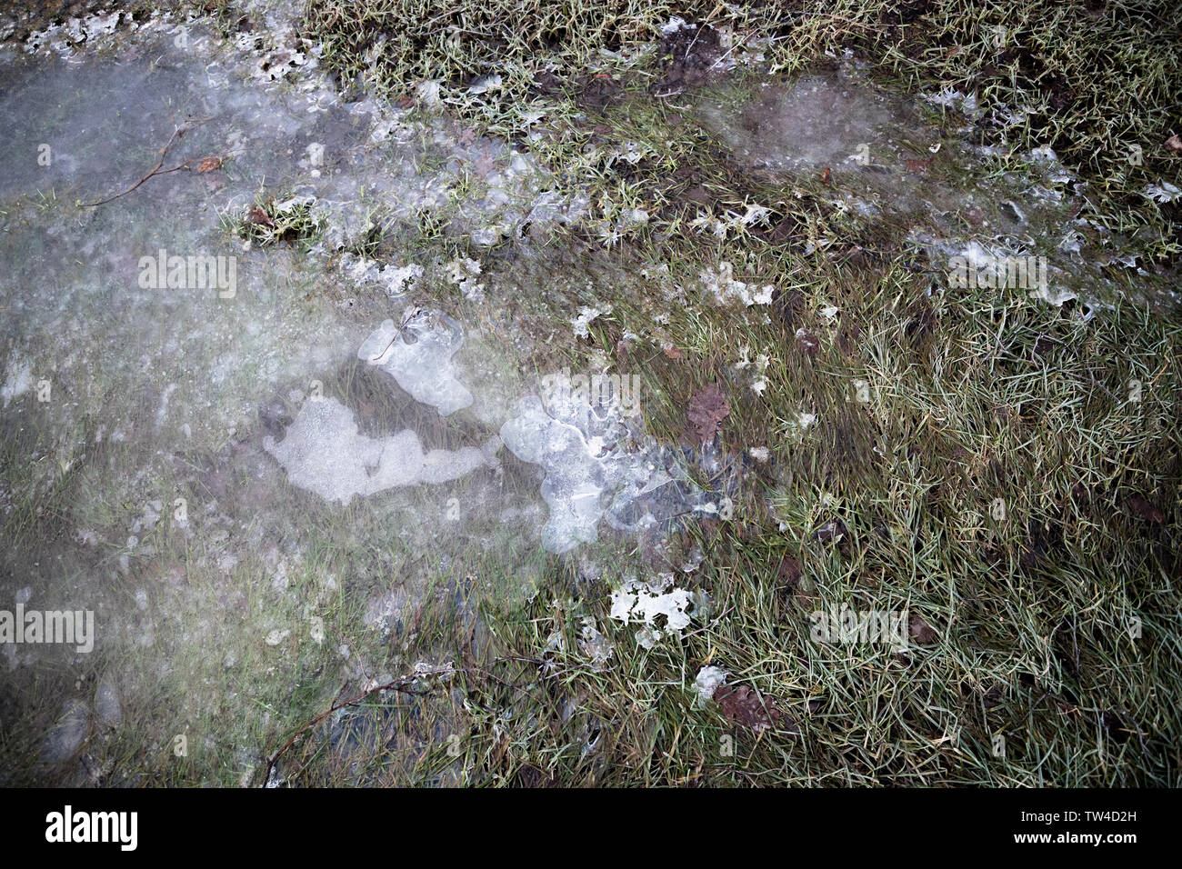 Gefrorenes Wasser in einer Pfütze Stockfoto