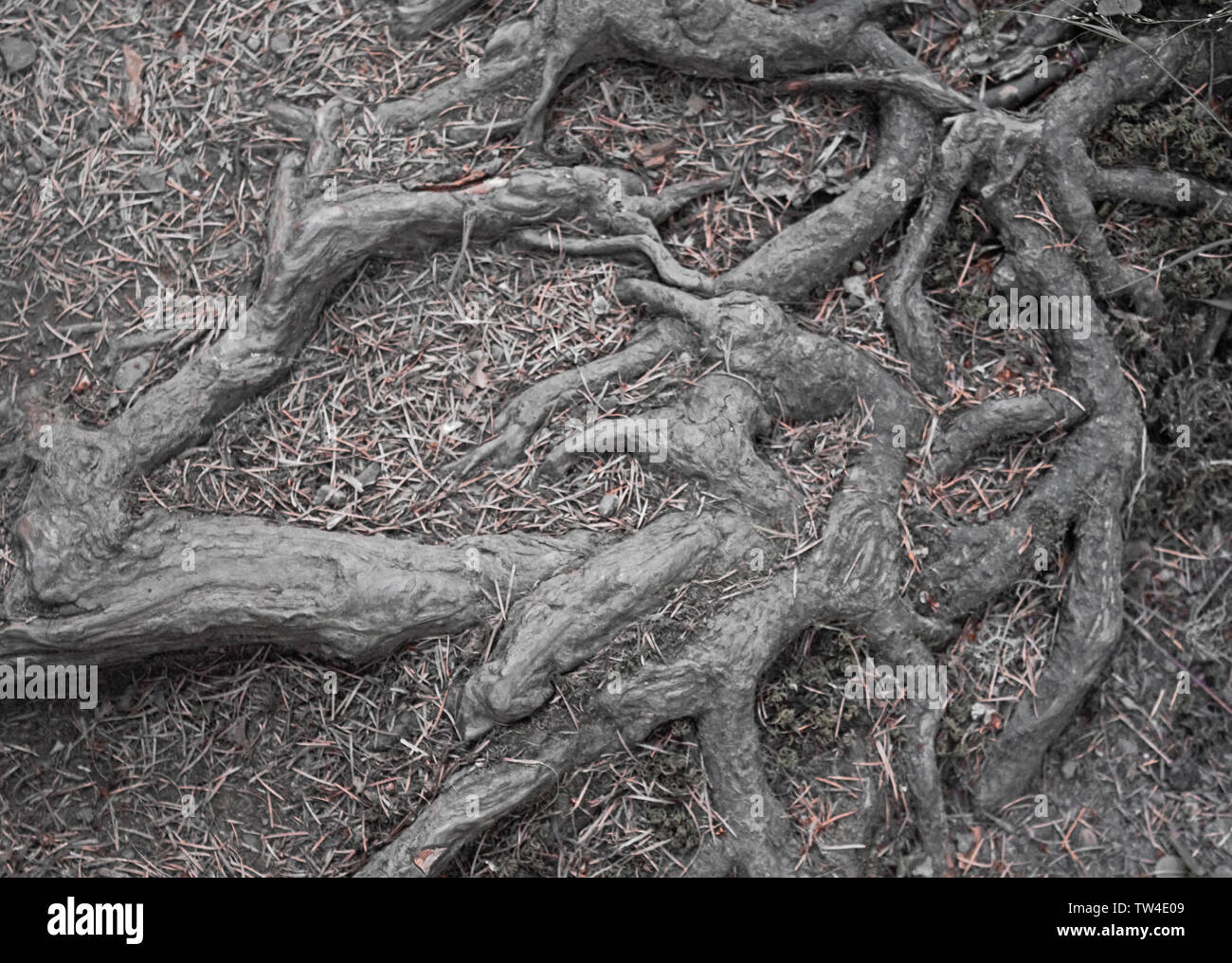 Freiliegende Wurzeln sorgen für ein interessantes Muster. Stockfoto
