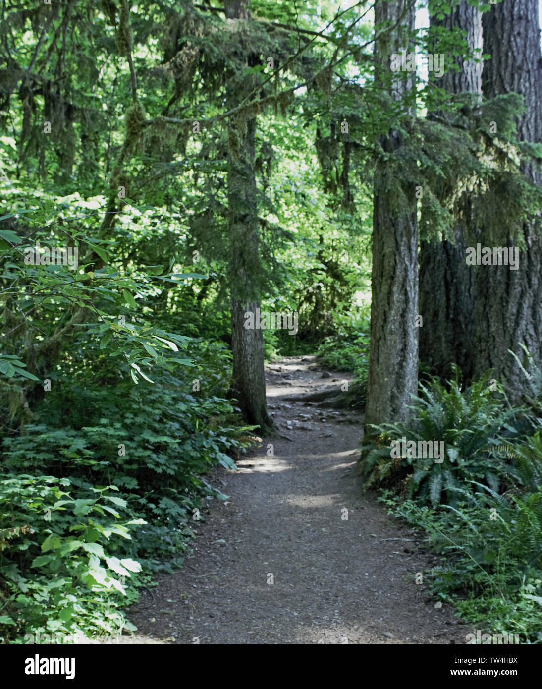 Einem ruhigen Waldweg entlang McDowell Creek in Oregon. Stockfoto