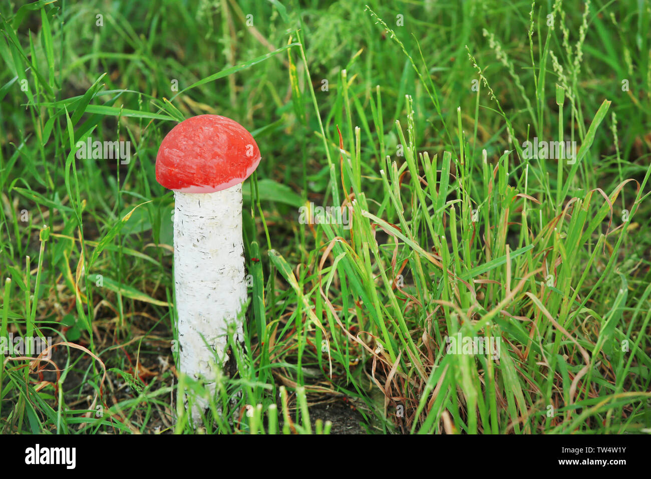 Pilz aus log auf grünem Gras im Freien Stockfoto