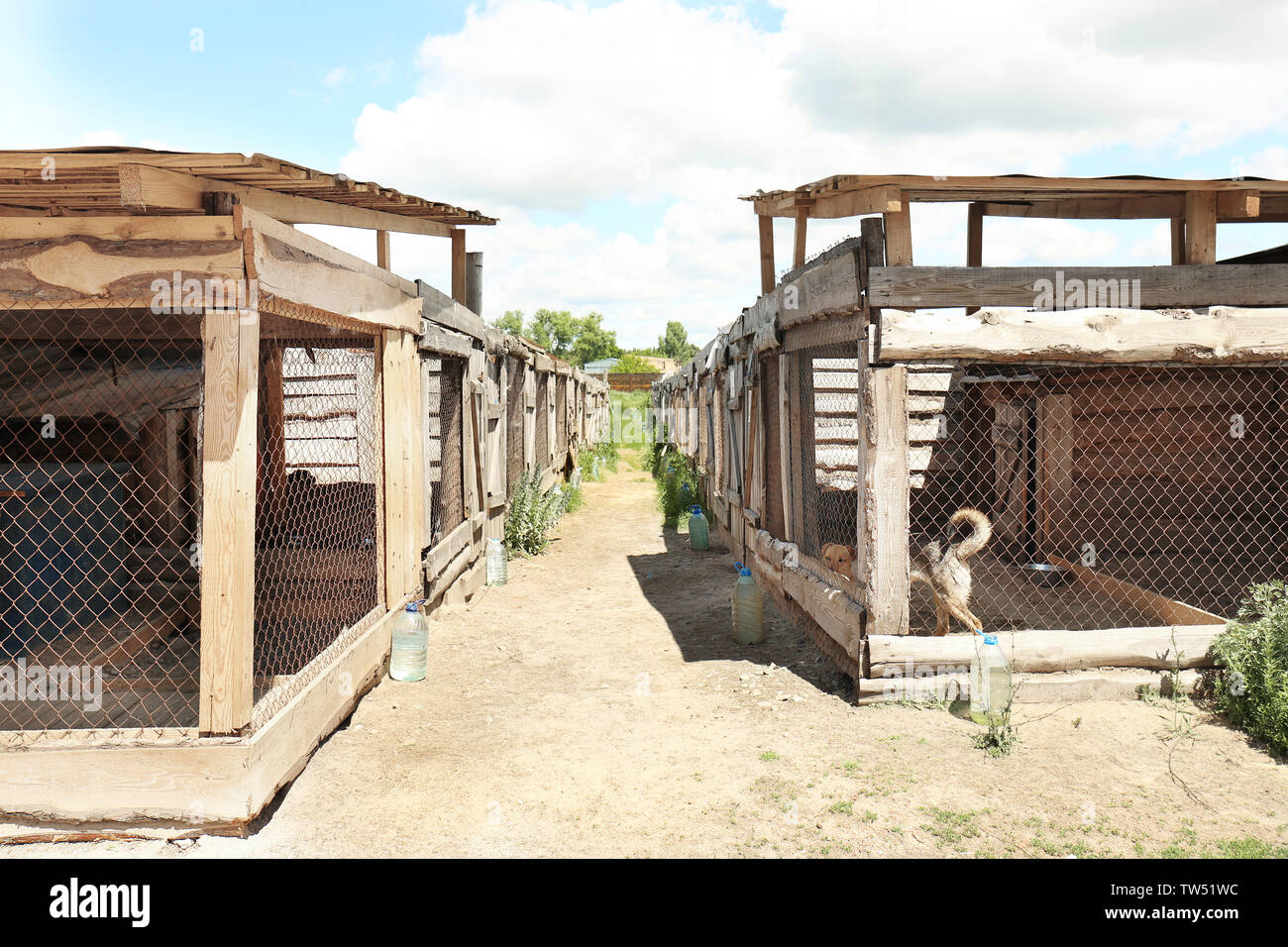 Tierheim Käfige mit heimatlosen Hunde Stockfoto