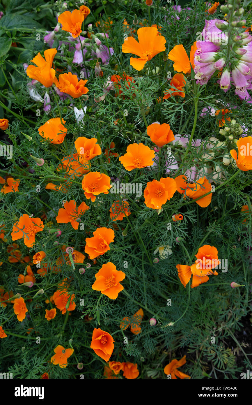 Orange Kalifornien Mohn Eschscholzia californica in einem Wildlife Garten blühende Stockfoto