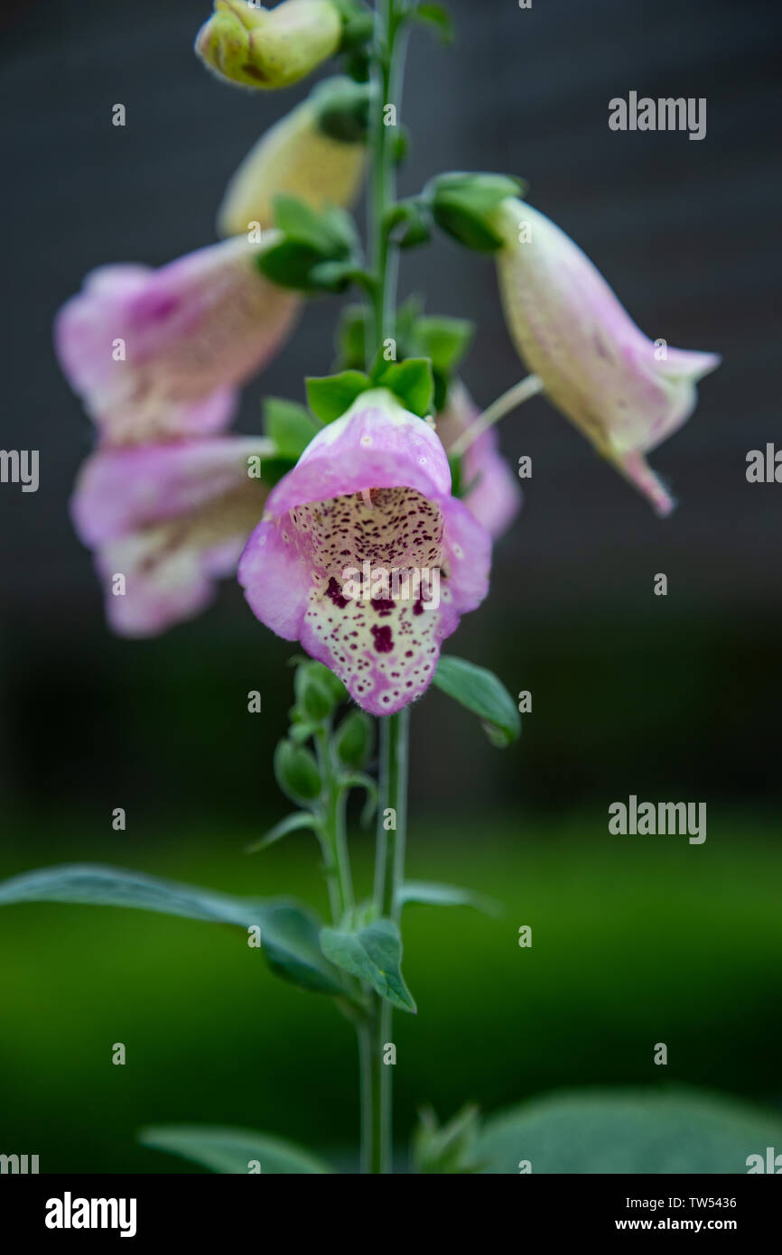 Gemeinsame Blume Fingerhut Digitalis purpurea eine bunte und Zierpflanzen und die Quelle der Gruppe von Arzneimitteln, die als digitalin. Stockfoto