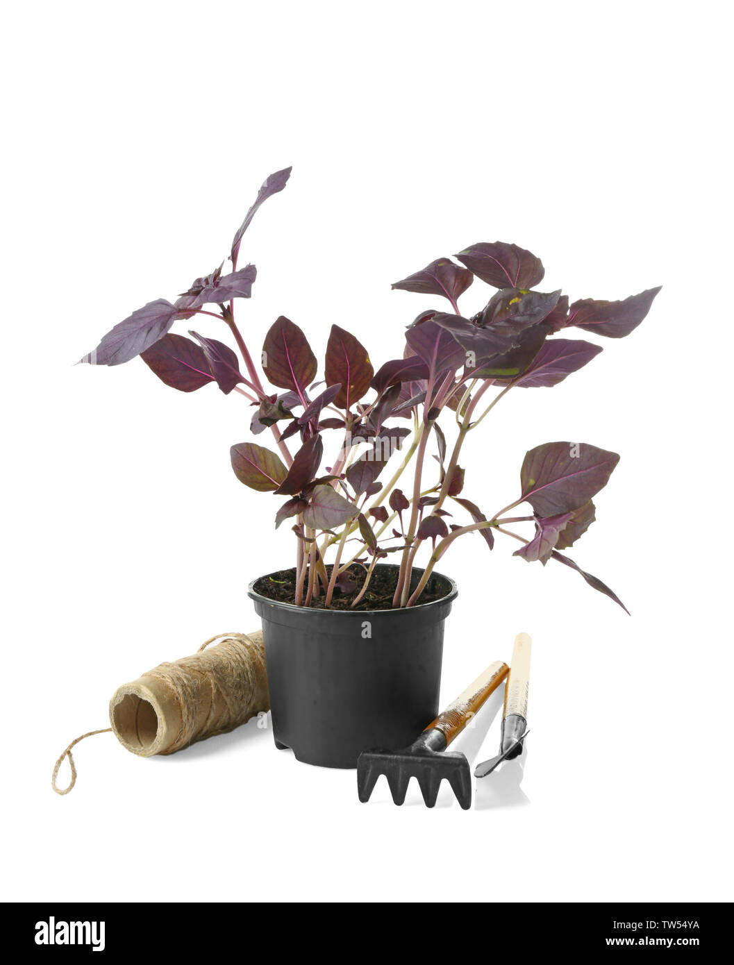 Basilikum Pflanze im Topf und Gartengeräte auf weißem Hintergrund Stockfoto