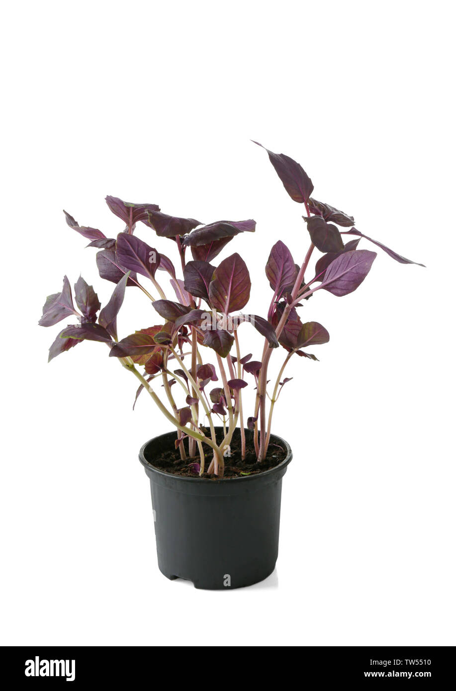 Basilikum Pflanze im Topf auf weißem Hintergrund Stockfoto