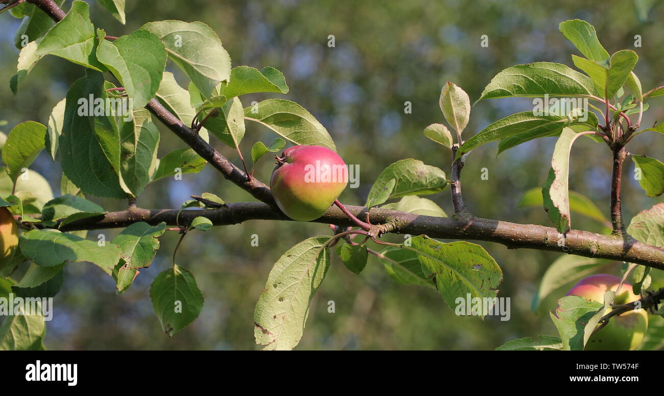 Apple auf einen Ast von einem Baum im Hof im Sommer Stockfoto