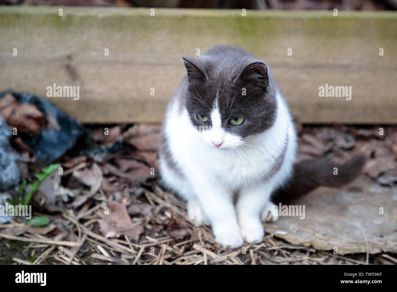Weiß Grau cat im Hof sitzen und sorgfältig irgendwo suchen Stockfoto