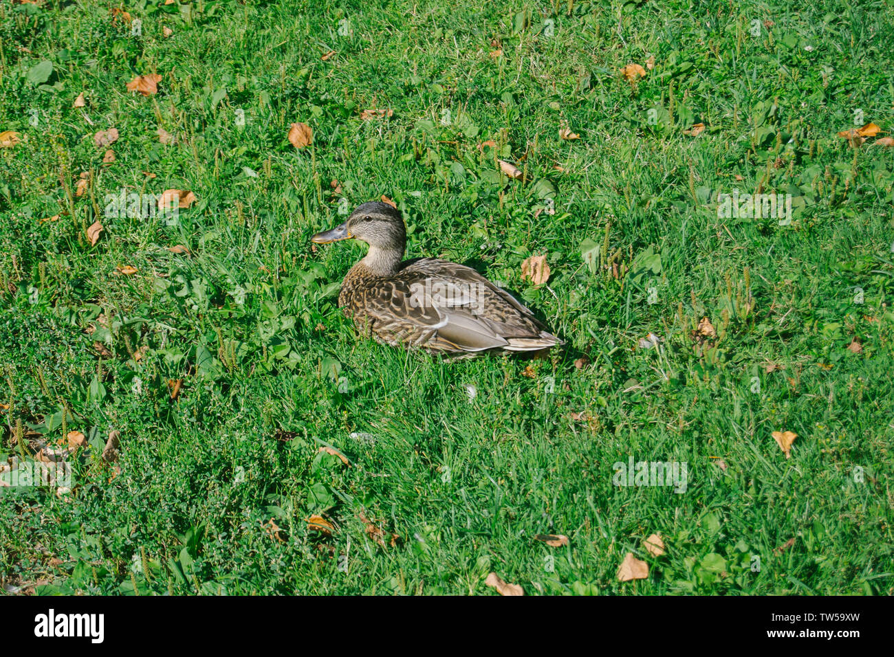 Graue Ente auf der Wiese im Herbst Stockfoto