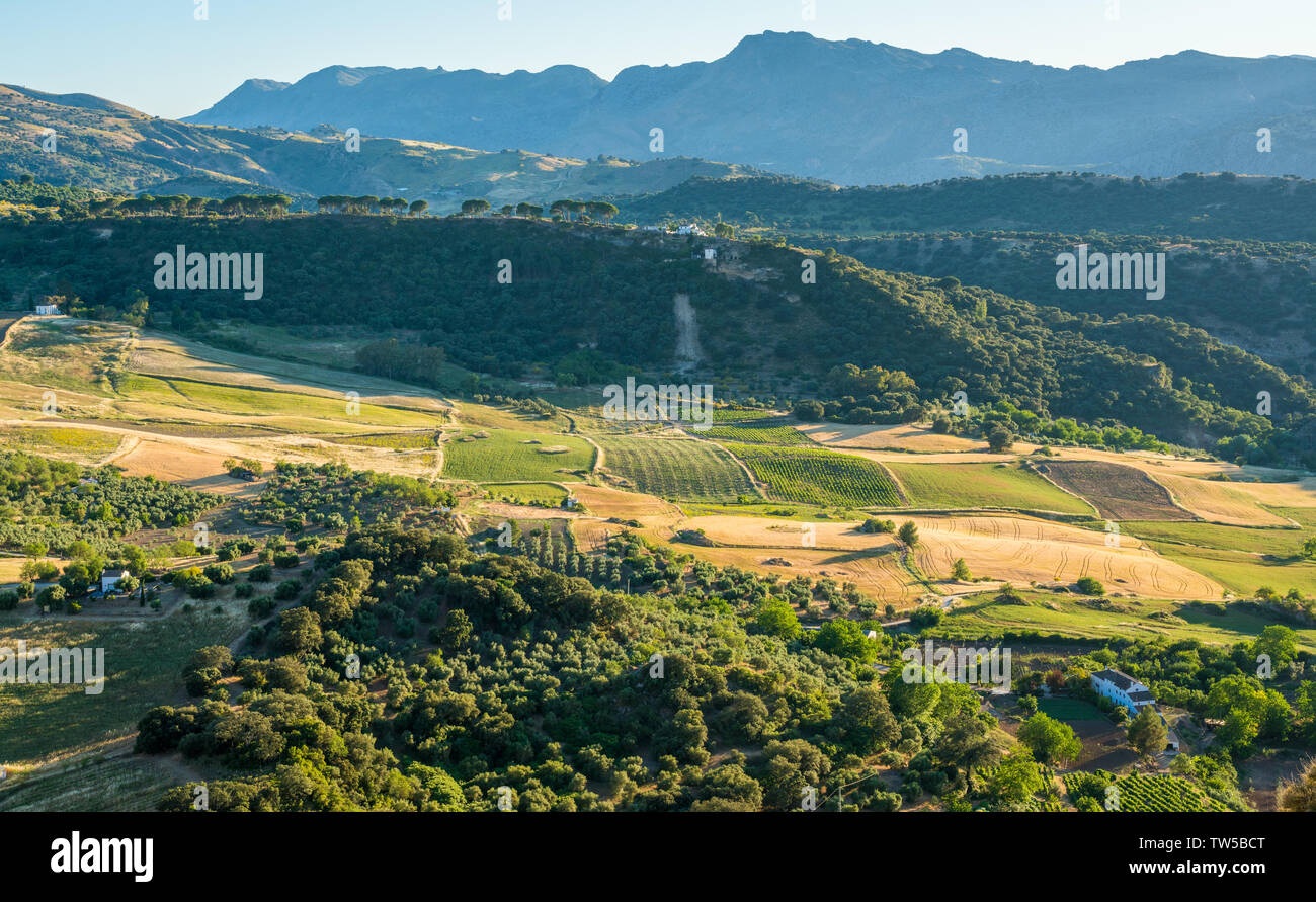 Die schöne Landschaft rund um Ronda in der Provinz Malaga, Andalusien, Spanien. Stockfoto