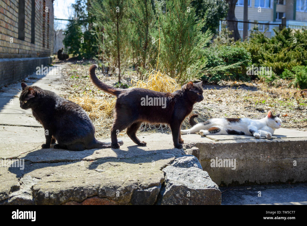 Drei heimatlose Katzen auf den Straßen der Stadt enjoyng Frühling Sonne Stockfoto