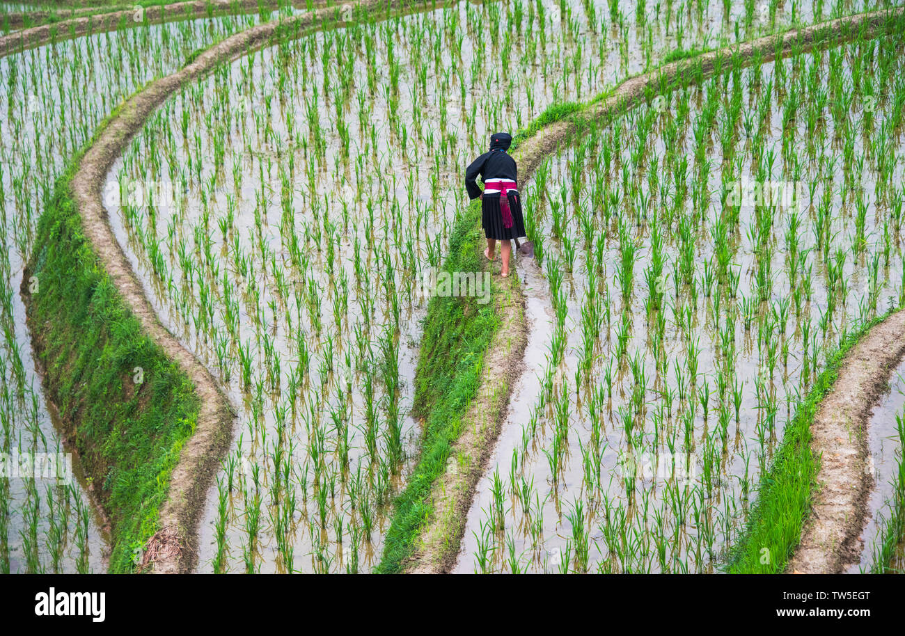 Yao Frau auf Reis Terrasse im Berg, Dazhai, Longsheng, Guangxi Provinz, China Stockfoto