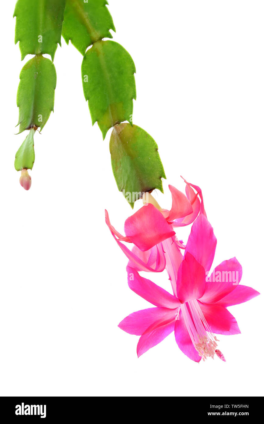 Fokus gestapelt Bild eines zygocactus (Schlumbergera truncata Hybriden) abgeflacht - Bell dunkel rosa Blume, eine saftige Epiphyten Pflanze aus dem Dschungel von Stockfoto