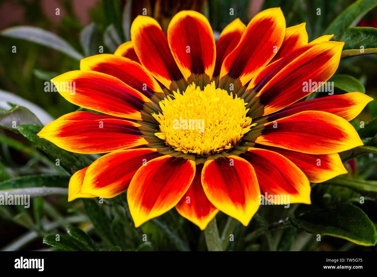 Gazania 'Apache' Blume, UK. Stockfoto