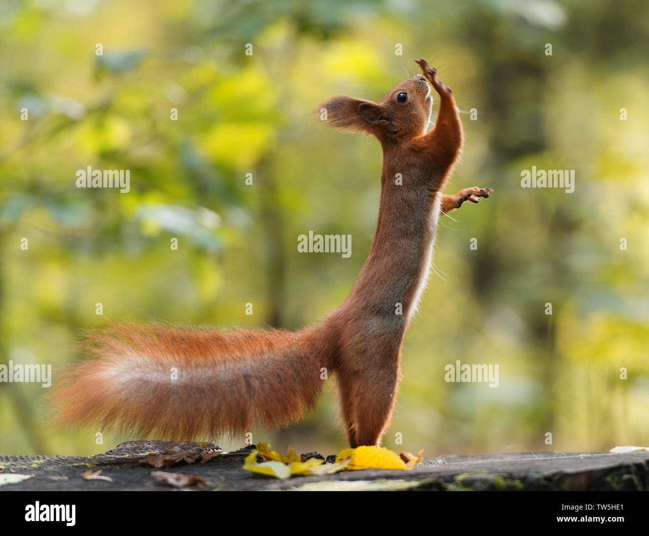 Lustige squirell stehen auf zwei Beinen mit der einen Pfote bis Stockfoto