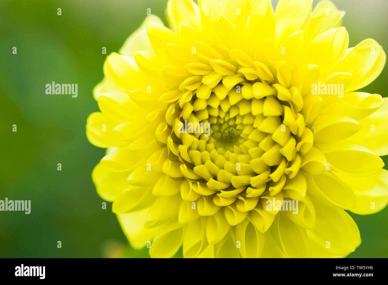 Dahlie Stockfoto