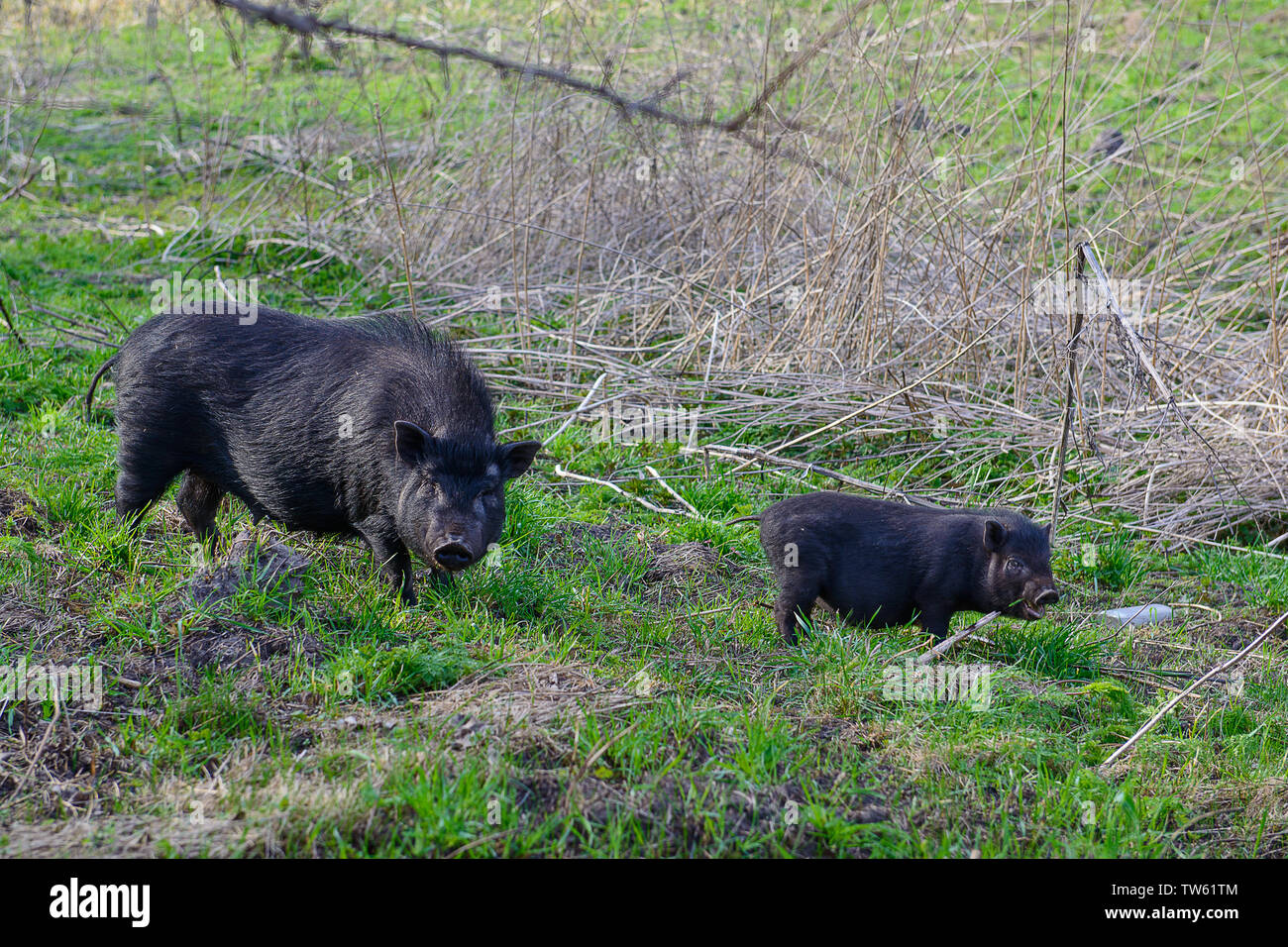 Zwei schwarze wilde Schweine auf der Frühlingswiese. Tierwelt Foto. Stockfoto