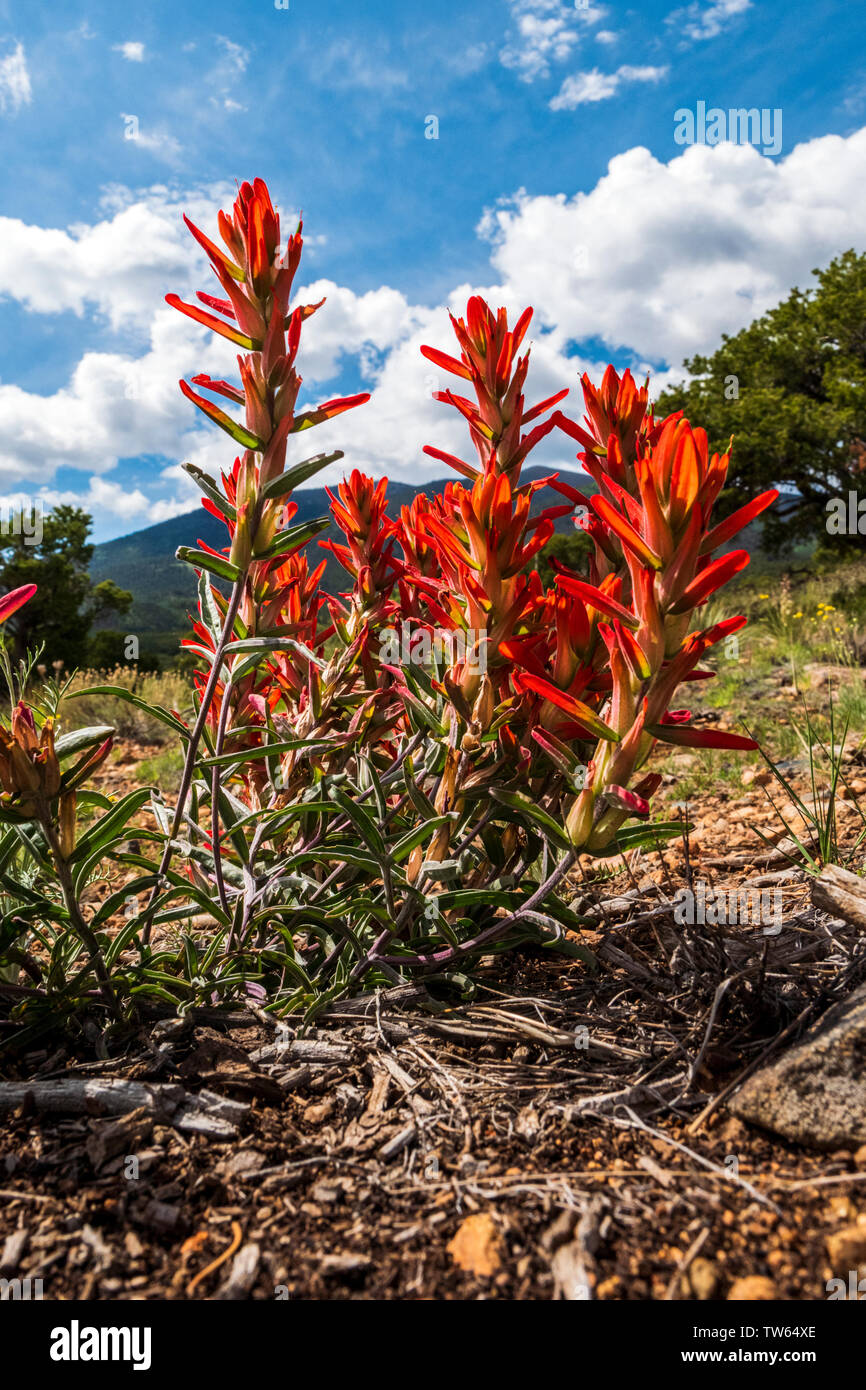 Gemeinsame red Indian Paintbrush wildflower; Castilleja; Double Rainbow Trail in der Nähe von Salida, Colorado, USA Stockfoto