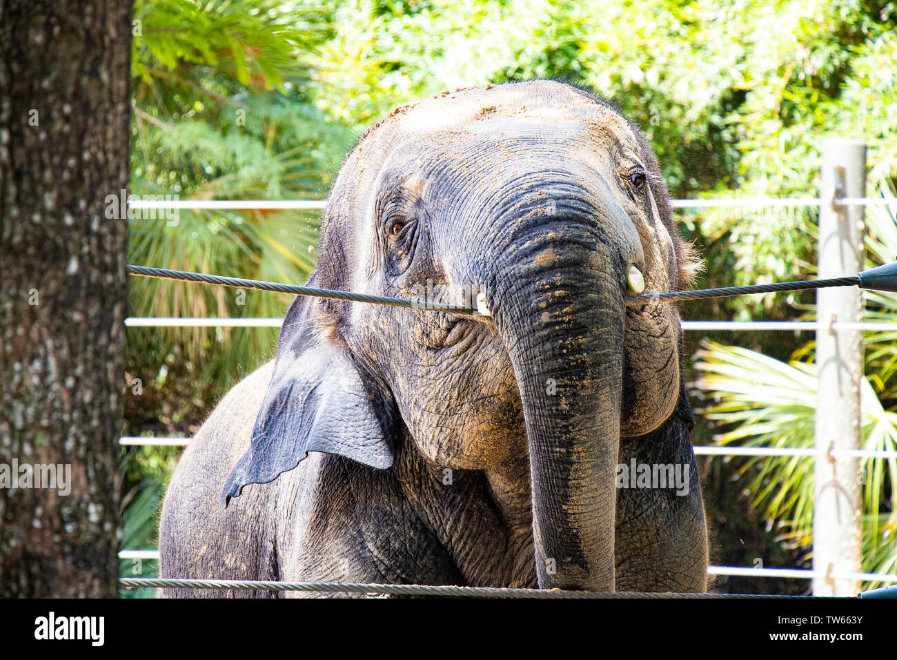 Ein Elefant, Lamellen außerhalb seinen Zaun zu erreichen. Stockfoto