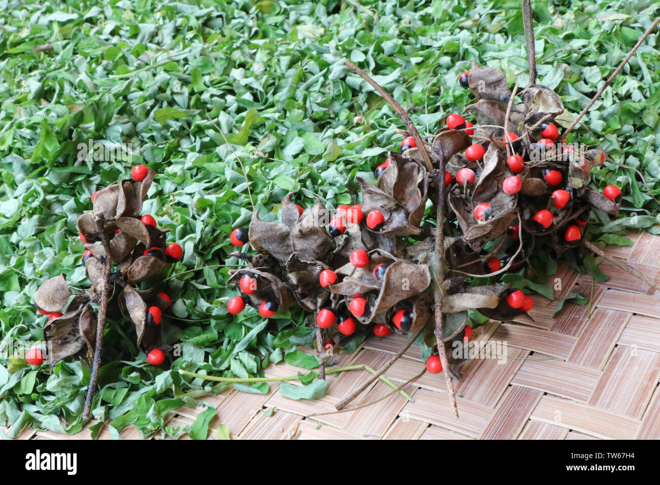 Sammlung von Materia Medica Huhn Knochen Gras Stockfoto