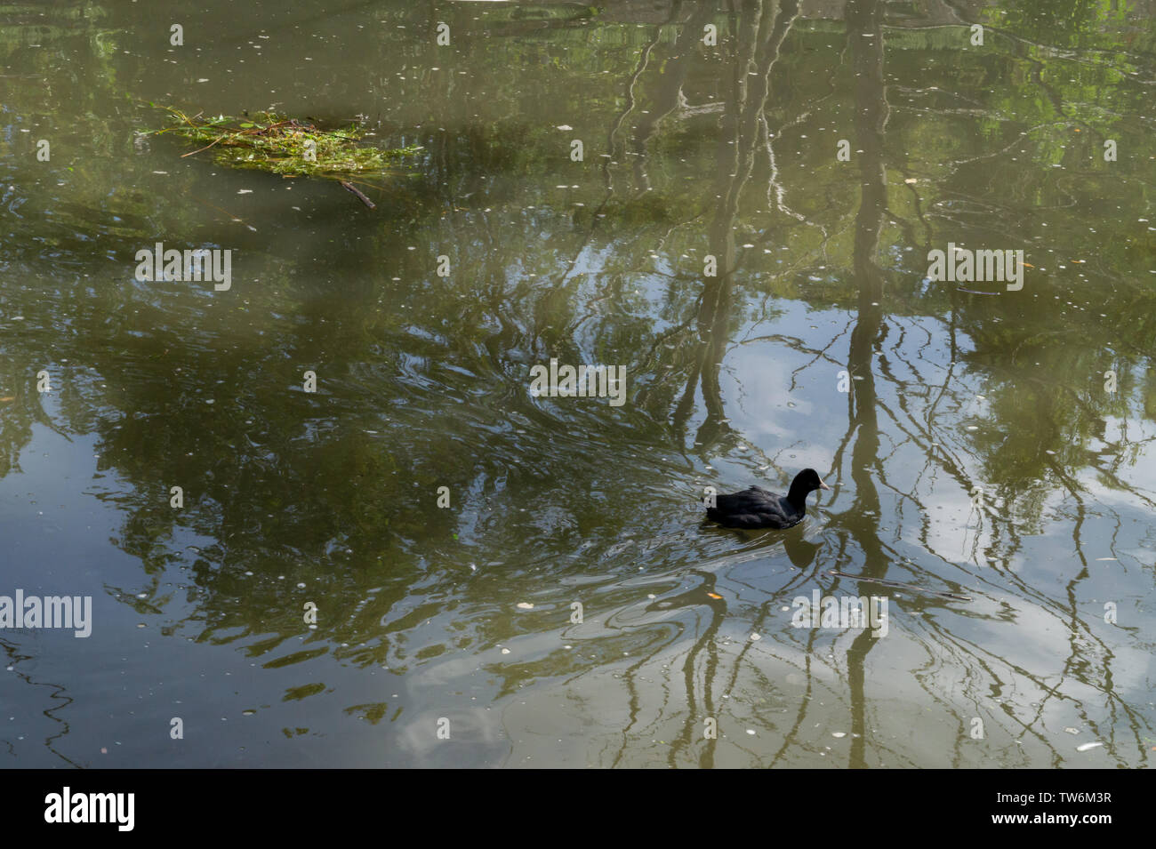Black Duck auf reflektierenden Wasser Stockfoto