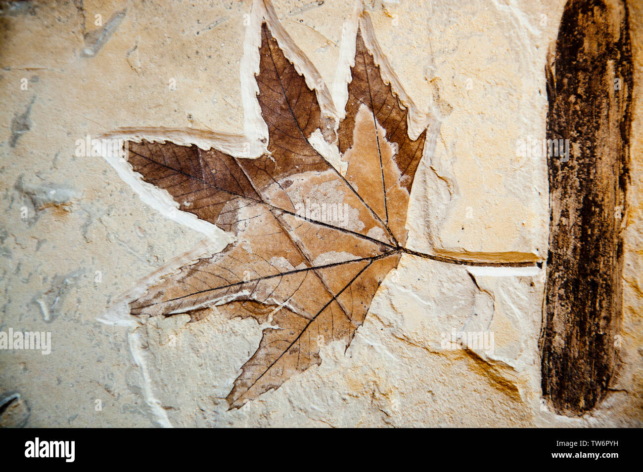 Maulbeerfeigenbaum Blatt mit Holz fragment fossilen 52 Millionen Jahre alten Green River Utah frühen Eozän Stockfoto