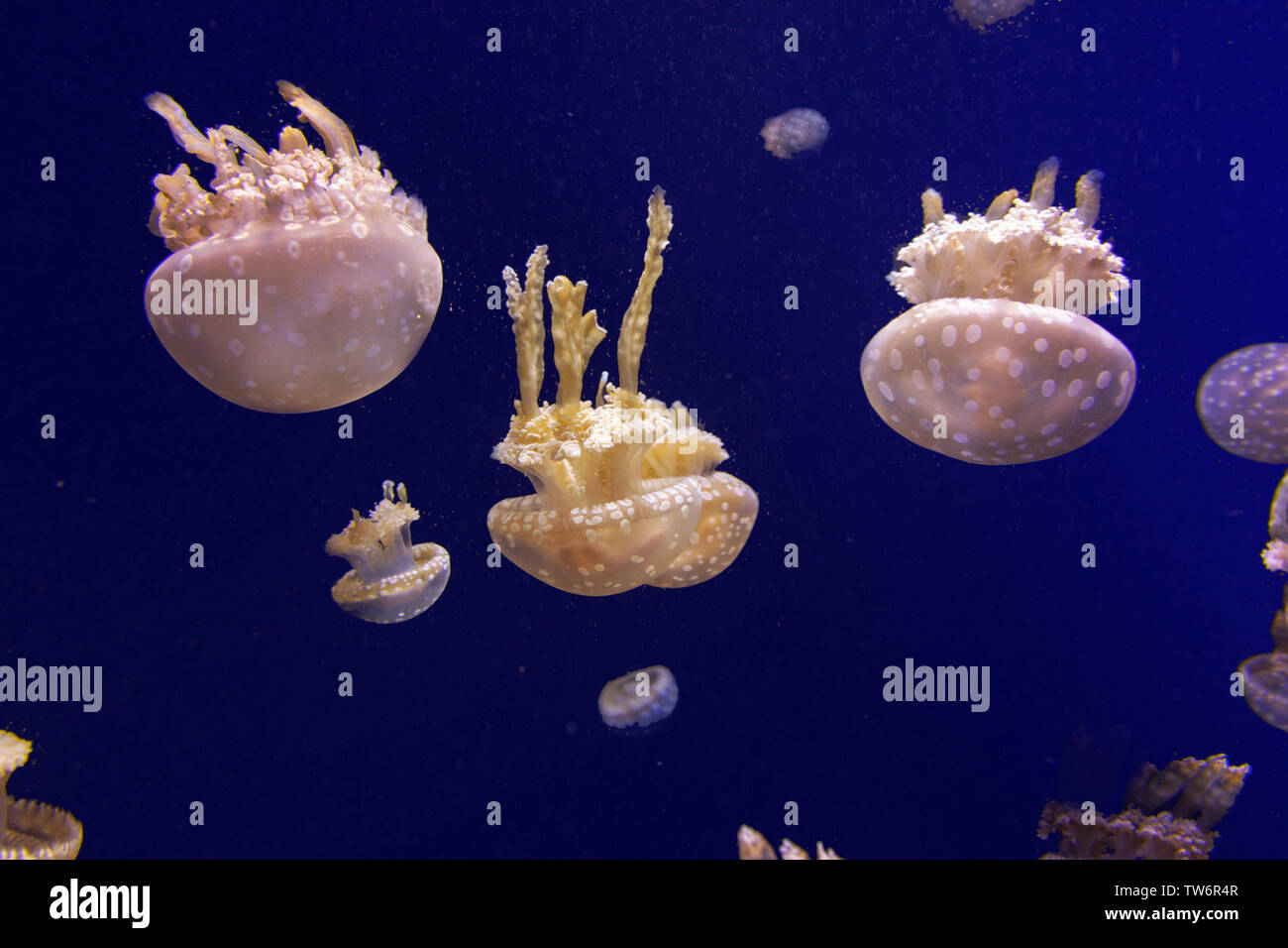 Nach oben Qualle Stockfoto