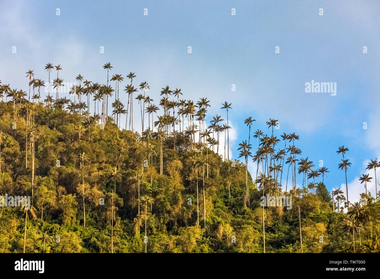 El Bosque de Las Palmas Landschaften von Palmen im Tal in der Nähe von Salento Cocora Quindio in Kolumbien Südamerika Stockfoto
