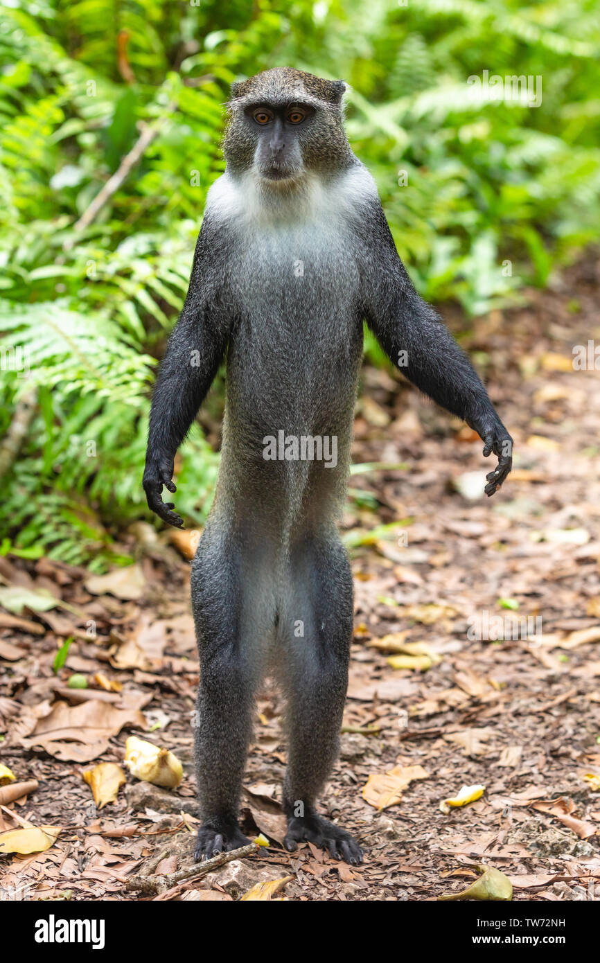 Blau Sykes Monkey des Jozani in Unguja aka Insel Sansibar Tansania Ostafrika Stockfoto