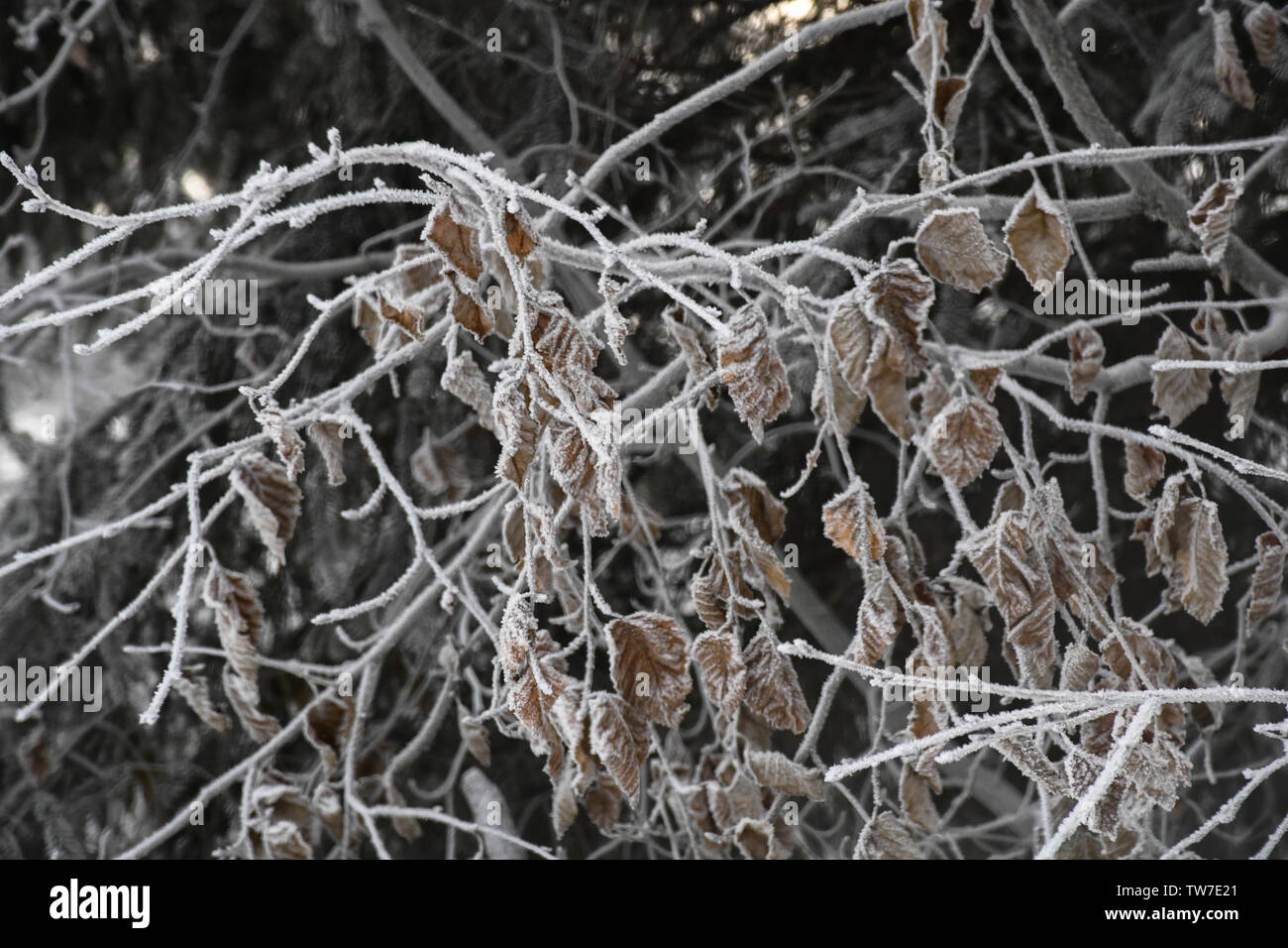 Gefrorene Äste in einem abgelegenen Nordamerikanischen Wald an einem Wintertag Stockfoto