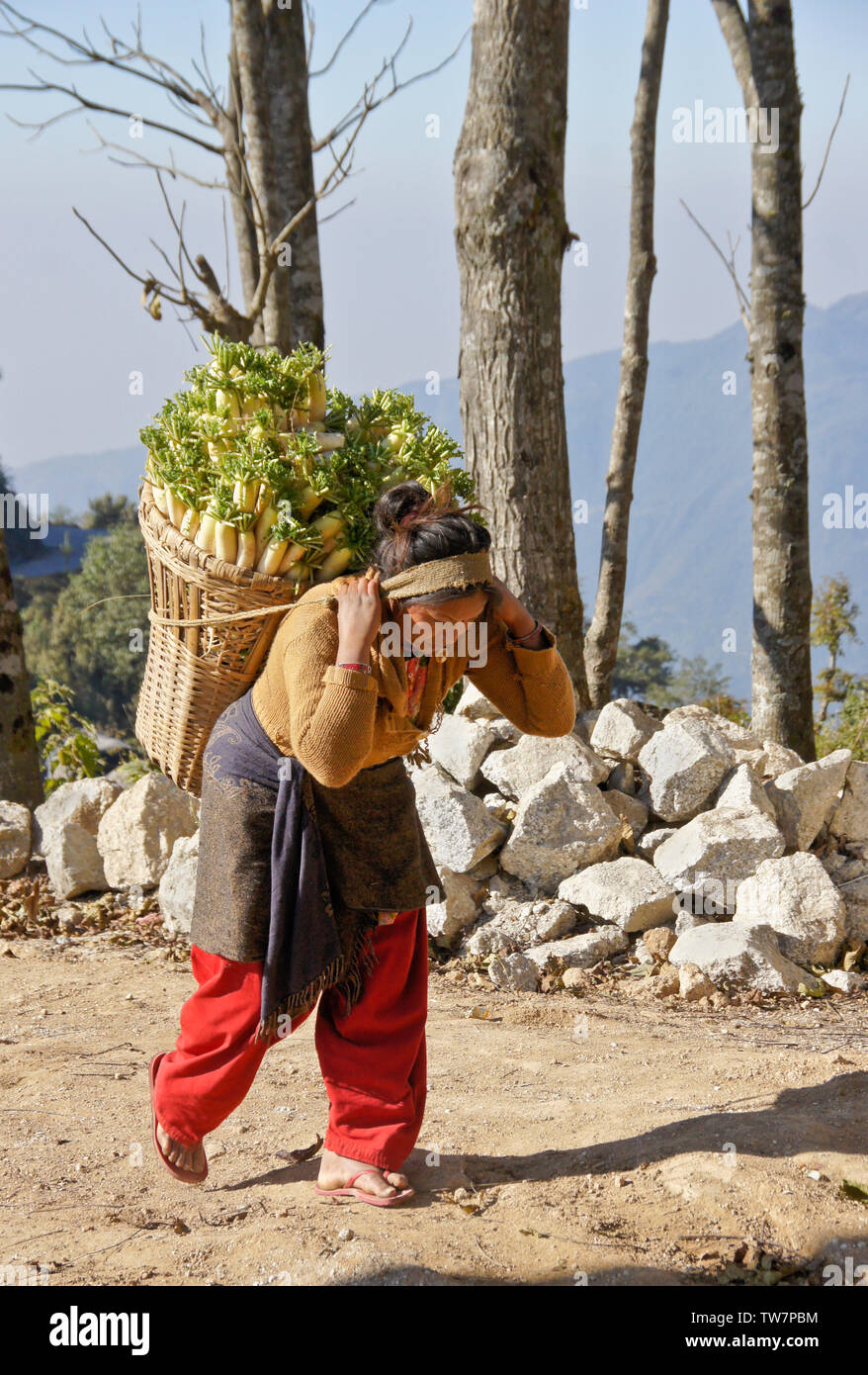 Bäuerin mit einem Korb mit frisch geernteten Chinesische Weiße Rettiche (Daikon) in der Nähe von Daman, Nepal Stockfoto