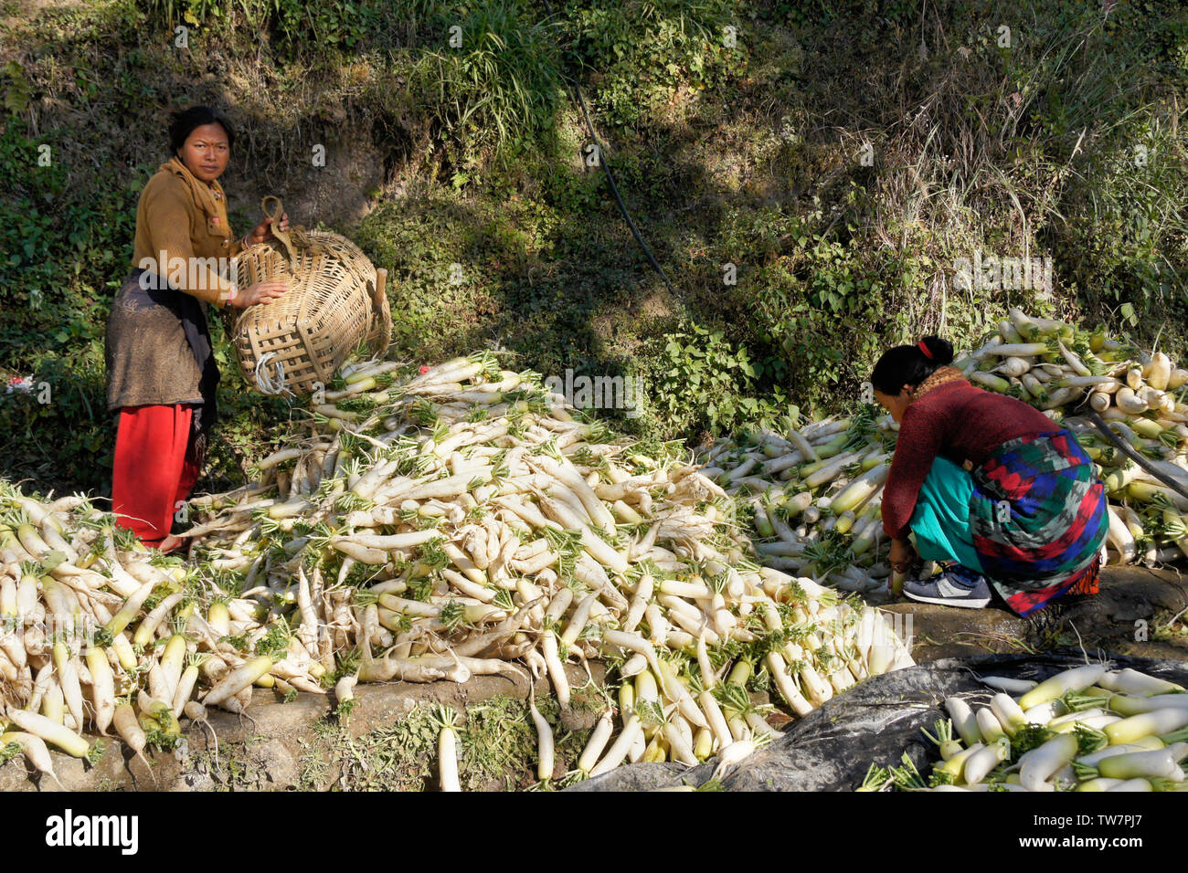 Bäuerinnen Reinigung frisch geernteten Chinesische Weiße Rettiche (Daikon) in der Nähe von Daman, Nepal Stockfoto
