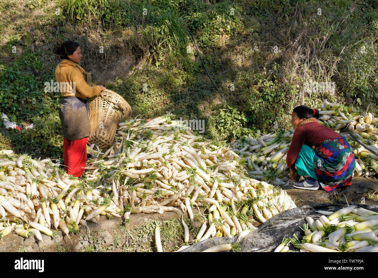 Bäuerinnen Reinigung frisch geernteten Chinesische Weiße Rettiche (Daikon) in der Nähe von Daman, Nepal Stockfoto