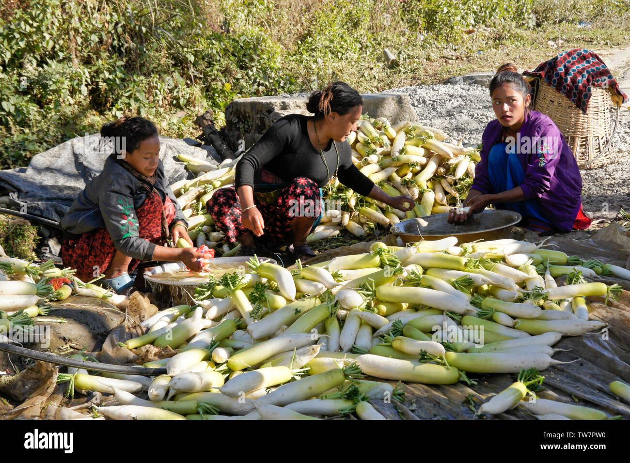Bäuerinnen Reinigung frisch geernteten Chinesische Weiße Rettiche (Daikon) in der Nähe von Daman, Nepal Stockfoto