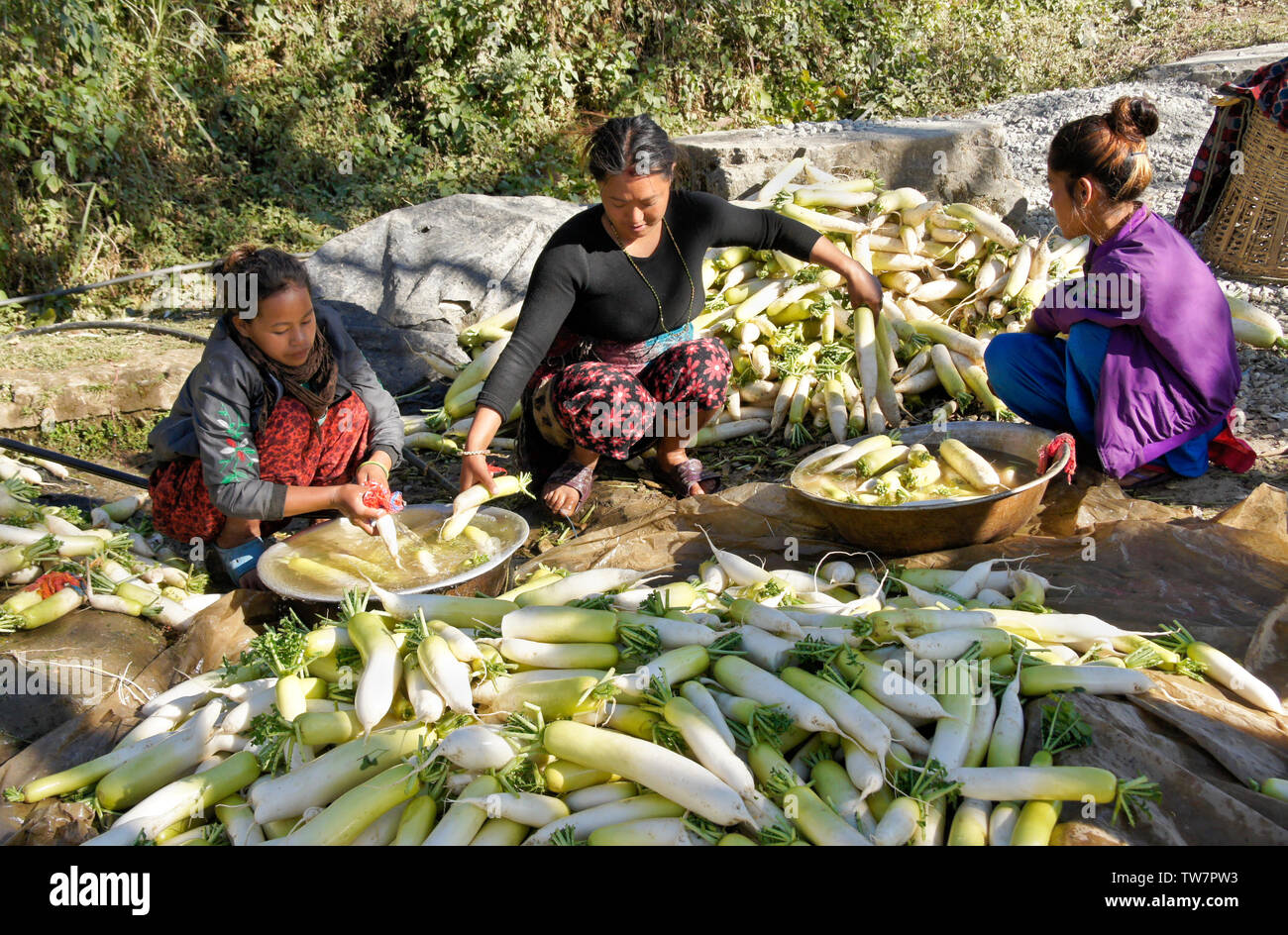 Bäuerinnen Reinigung frisch geernteten Chinesische Weiße Rettiche (Daikon) in der Nähe von Daman, Nepal Stockfoto