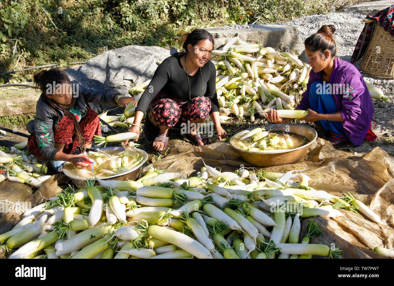 Bäuerinnen Reinigung frisch geernteten Chinesische Weiße Rettiche (Daikon) in der Nähe von Daman, Nepal Stockfoto