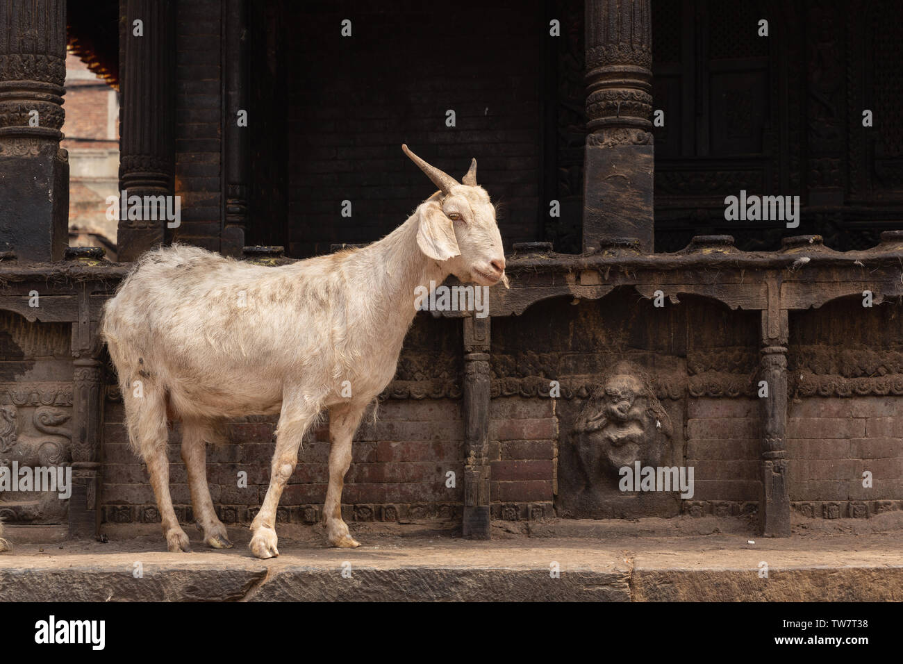 Weiße Ziege, Bhaktapur, Provinz Nr. 3, Nepal, Asien Stockfoto