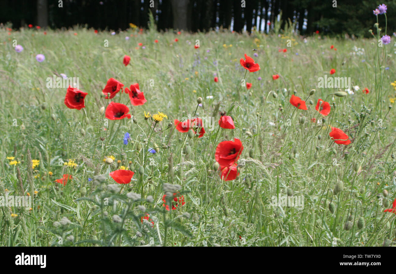 Champs de bataille de la premiere guerre mondiale Fotos und