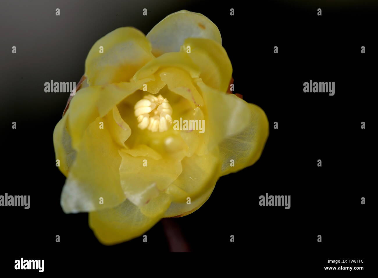 Plum flower Stockfoto
