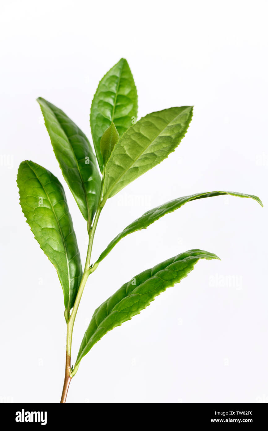 Lizenz und Drucke bei MaximImages.com - Grüne Teebaumblätter, Camellia sinensis, Nahaufnahme. Blätter einer Teepflanze werden zur Herstellung von mehreren verwendet Stockfoto